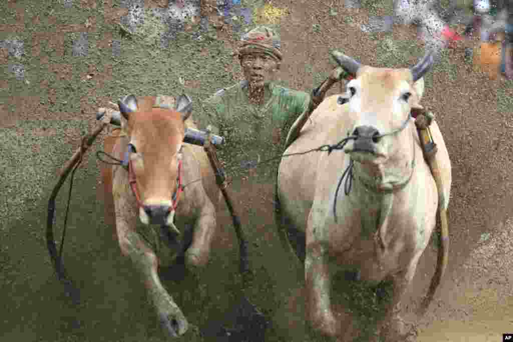 A participant takes part in a bull race competition called 'Pacu Jawi' in Tanah Datar, West Sumatra, Indonesia, Dec. 23, 2023. 