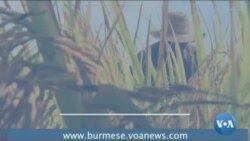 စစ်အာဏာသိမ်း ဆန့်ကျင်ရေးလှုပ်ရှားမှုနဲ့ တောင်သူတွေအခန်းကဏ္ဍ