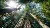 Biden Signs Executive Order on Earth Day to Protect Country's Oldest Trees 