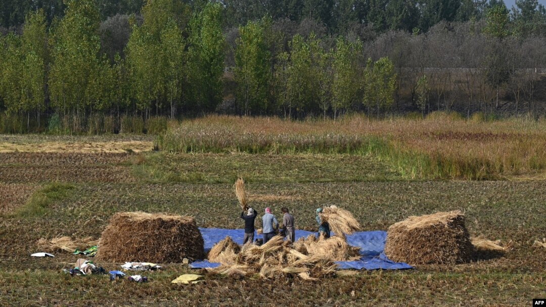 FILE - Kashmiri farmers harvest rice in a field on the outskirts of Srinagar on Oct. 2, 2019.