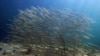 FILE - A school of baitfish swims off the coast of Biddeford, Maine, in this Sept. 3, 2018 file photo.