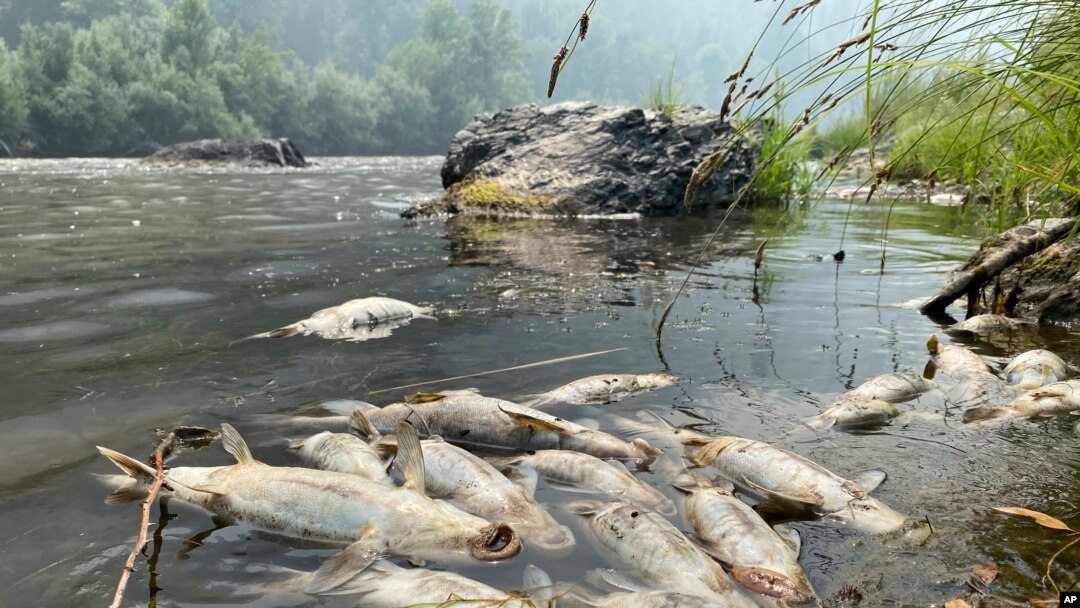 This photo, provided by the Karuk Tribe Department of Natural Resources, shows dead fish found on a 32-kilometer stretch of the Klamath River in northern California between Indian Creek and Seiad Creek, Aug. 6, 2022, near Happy Camp, California.