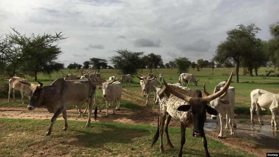 Cows are seen in Widou Thiengoly, Senegal, one of the countries involved in the Great Green Wall initiative that aims to green the Sahel and support local communities. (Agathe Euzen/Great Green Wall Researchers)