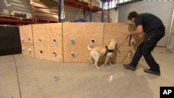 Australia K9
