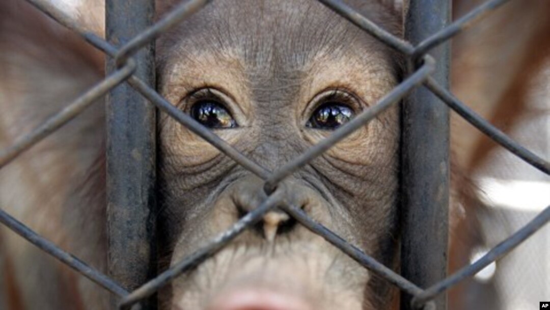 A young orangutan, smuggled from Indonesia, looks out from its cage at a wildlife breeding center in Ratchaburi province, southwestern Thailand (File Photo)