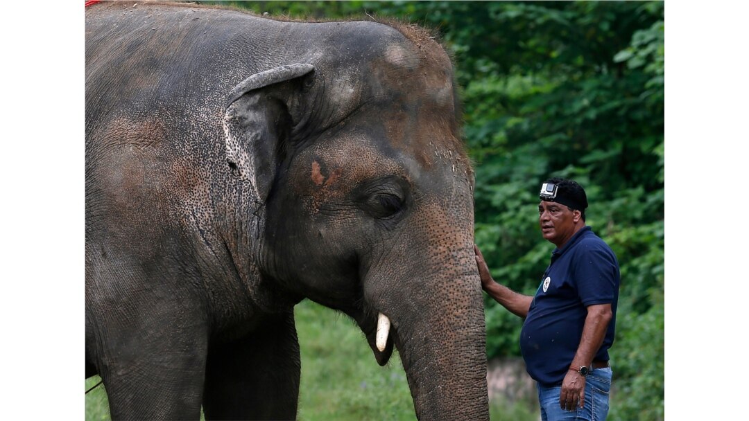 A Four Paws veterinarian is pictured with an elephant named Kaavan at the Maragzar Zoo in Islamabad, Pakistan, Sept. 4, 2020.