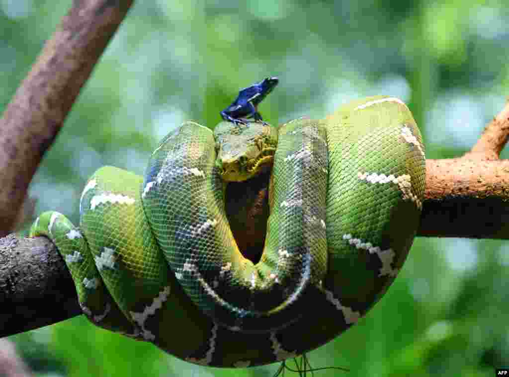A dyeing poison frog sits on an emerald tree boa in its enclosure at the Singapore Zoo&#39;s new Reptopia exhibit.
