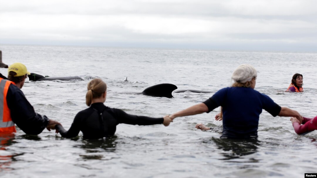 Volunteers form a human chain to stop a pod of pilot whales from stranding themselves again after being refloated after one of the country's largest recorded mass whale strandings, in Golden Bay, at the top of New Zealand's South Island, Feb. 12, 2017.
