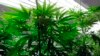 Chinese Workers Turn to US Marijuana Industry as Service Jobs Dry Up