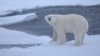 Dabbar Polar Bear