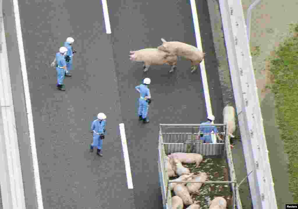 Police officers trying to catch escaped pigs on a highway in the western Japan city of Ikeda, Osaka Prefecture, Japan, in this photo taken by Kyodo.