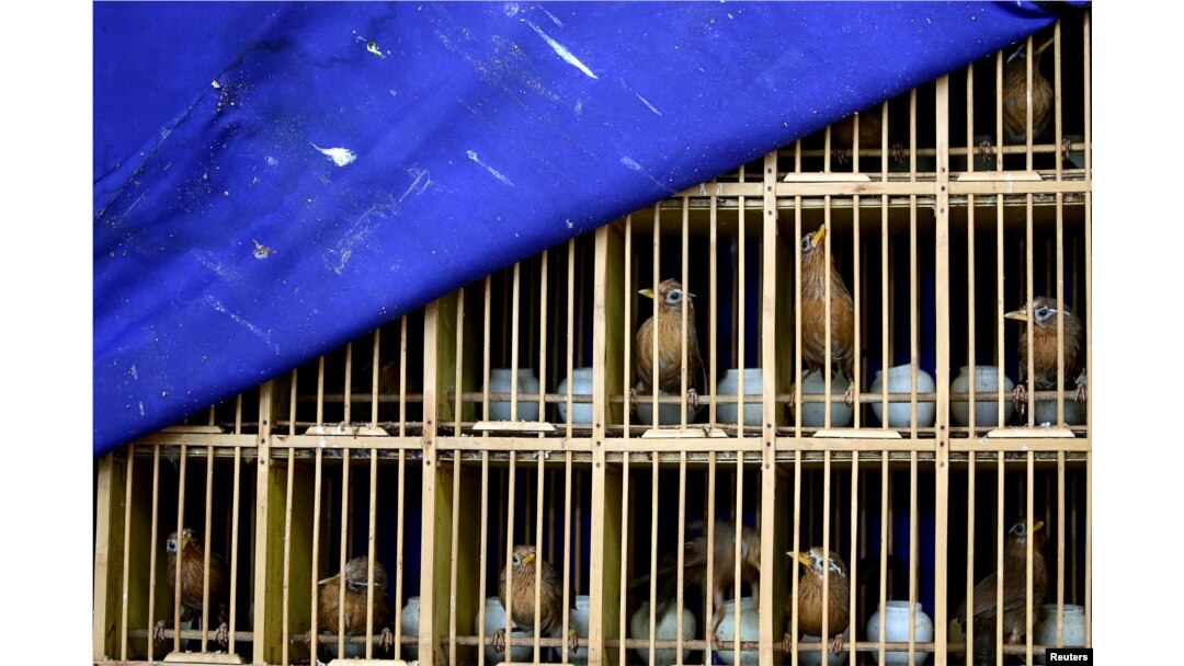 FILE - Seized wild birds are seen inside a cage at a news conference by police officers following a bust on illegal wildlife trade, in Kunming, Yunnan province, China, July 9, 2018.