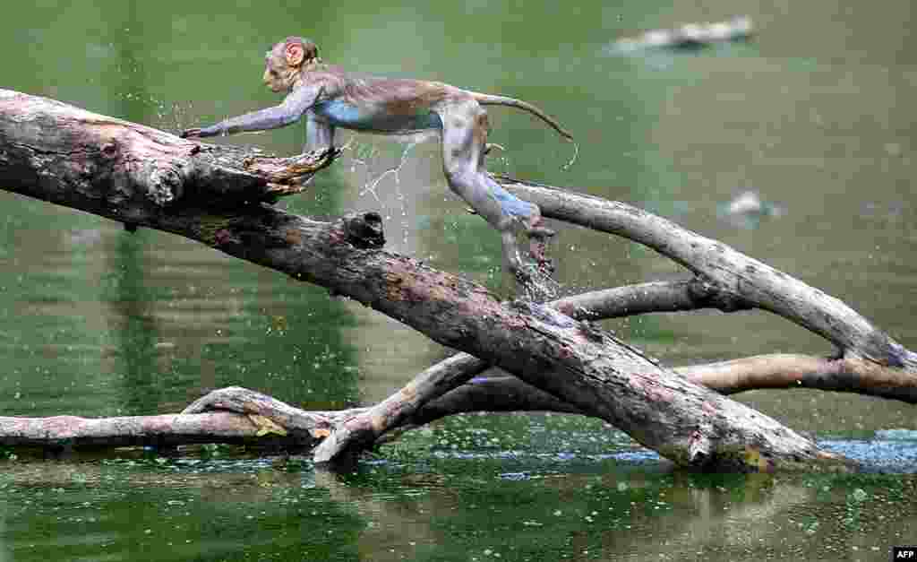 A monkey leaps along the branches of a tree in a pond on a hot day in Allahabad, India.