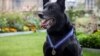 美国联邦特勤局警犬飓风