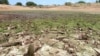 The food and nutrition crisis facing countries in West Africa’s drought-prone Sahel region deteriorated at an alarming rate in March 2012. (IAEA)