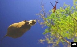 Dr. Flamand said the rhino airlifts were very difficult to accomplish successfully