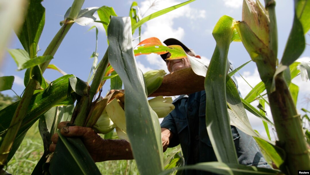 FILE - A farmer collects corn in a field on a farm on the outskirts of Havana, Cuba, Sept. 14, 2011. 