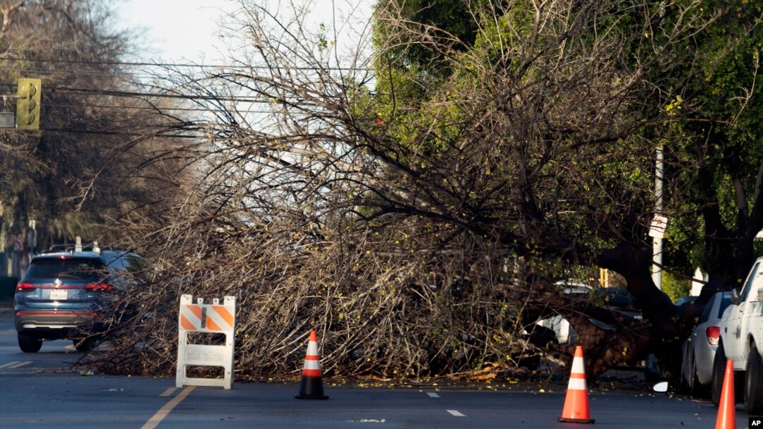 Traffic maneuvers around a fallen tree after a it was blown over by a passing storm in the Van Nuys section of Los Angeles on Jan. 1, 2023.
