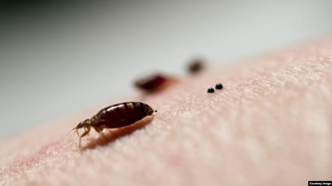 It turns out, the insecticides used to kill bedbugs don't even scratch the surface, a study by Virginia Tech and New Mexico State University found.