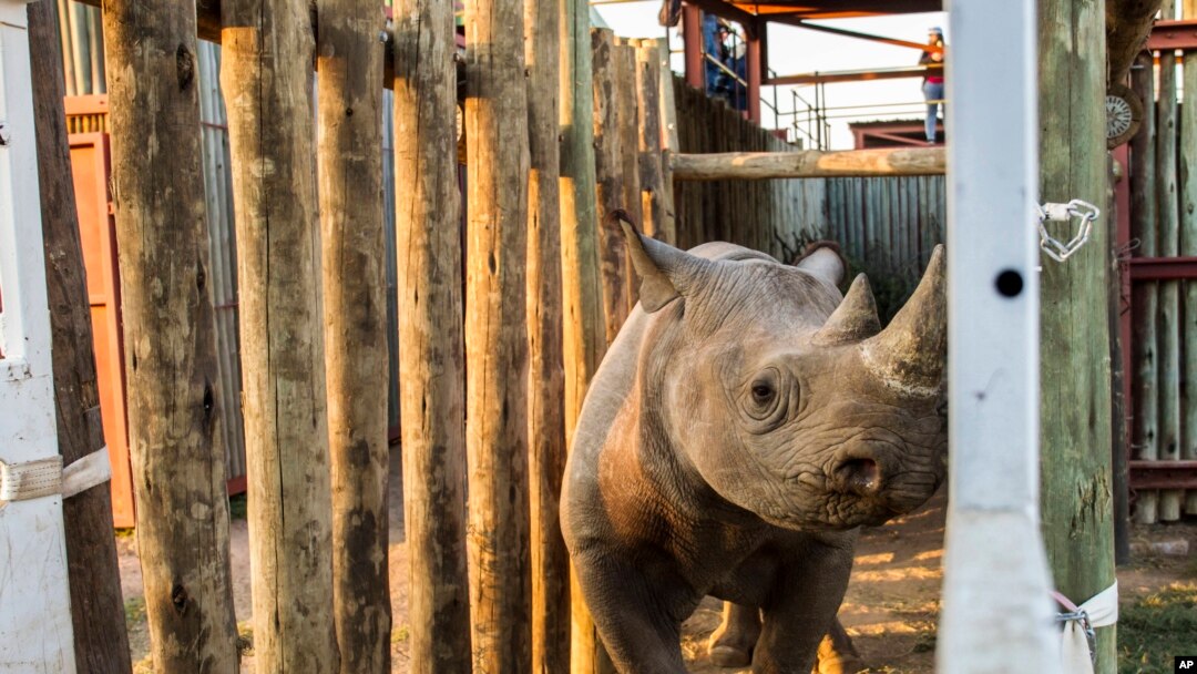 A rhino is seen in a cage in the Addo Elephant Park, near Port Elizabeth, South Africa, to be transported to Zakouma National Park in Chad, May 2, 2018. 