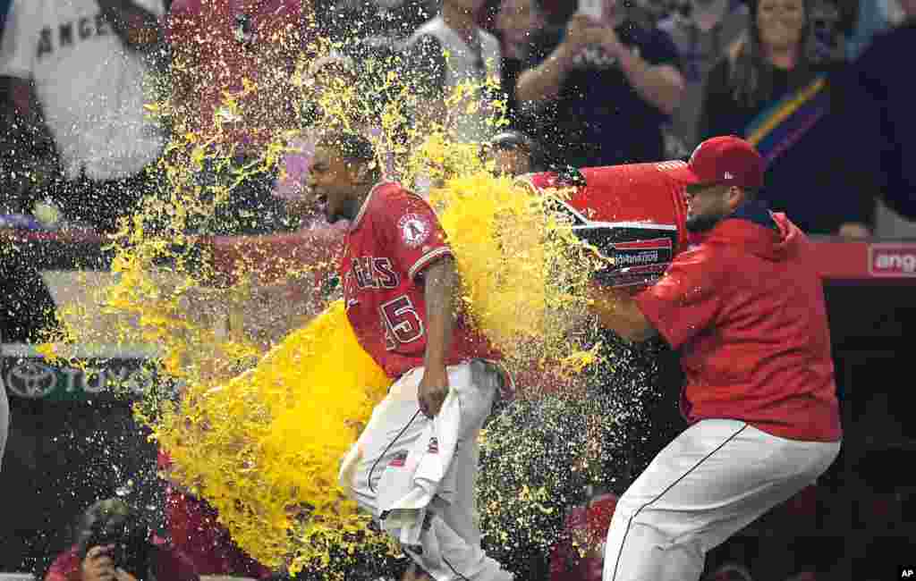 Los Angeles Angels&#39; Ben Revere, left, is doused with liquid by a teammate after scoring the game-winning run during the ninth inning of a baseball game against the Los Angeles Dodgers, in Anaheim, California, June 28, 2017.