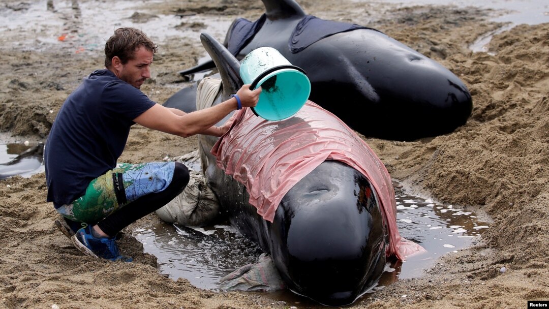 A volunteer looks after one of a pod of stranded pilot whales as they prepare to refloat them after one of the country's largest recorded mass whale strandings, in Golden Bay, at the top of New Zealand's South Island, Feb. 12, 2017.