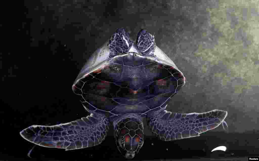 A disabled turtle swims in a tank at a turtles hatchery in Galle, Sri Lanka.