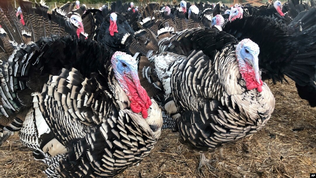 Turkeys are shown in a pen at Root Down Farm in Pescadero, Calif., Oct. 21, 2020, as many turkey farmers are worried their biggest birds won't end up on Thanksgiving tables due to the ongoing coronavirus pandemic and restrictions on large gatherings.