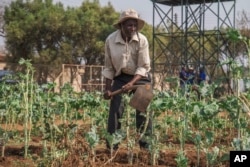 A villager tends to his vegetable garden that is part of a climate-smart agriculture program funded by the U.S. Agency for International Development in Chipinge, Zimbabwe, Sept. 19, 2024.
