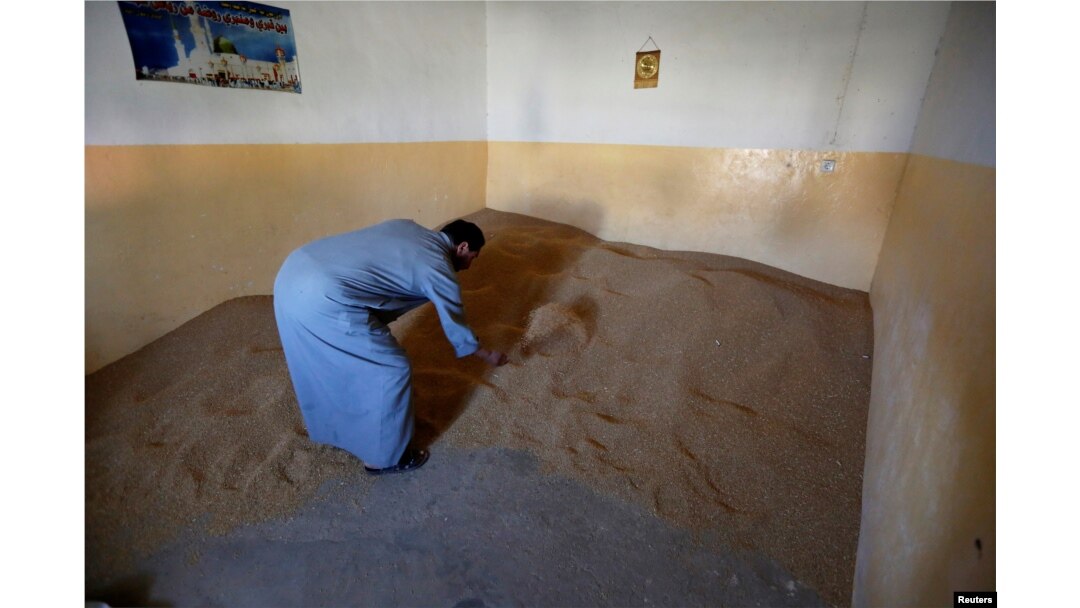 FILE - A farmer inspects his wheat stocks in Basheeqa, Iraq, Feb. 8, 2017.