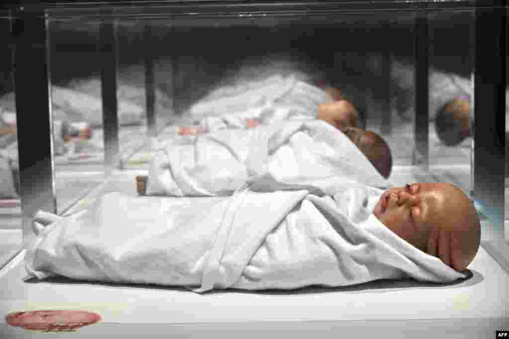An art installation by Agatha Haines titled "Transfiguration" are displayed at the Art Science museum in Singapore. The exhibits, involving artificial intelligence, life-like robots and genetic modification, are part of HUMAN+, an exhibition of futuristic works from more than 40 international artists, scientists, technologists and designers.