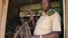 Lion Population Devastated by Illegal Snares