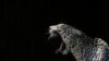 Decline of Large Predators Could Have Ripple Effects for Wider Environment