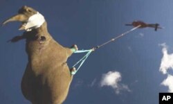 The Worldwide Fund for Nature has been relocating rare black rhino to areas in South Africa where the animals will hopefully breed