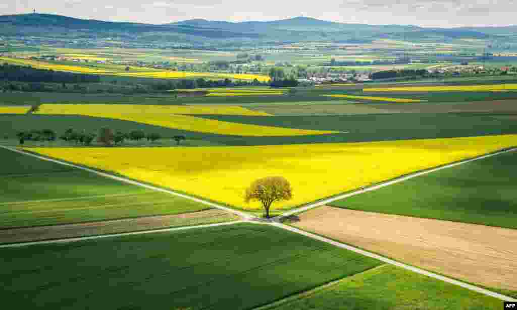 Sun shines on a rapeseed field in Muenzenberg near Frankfurt am Main, western Germany.