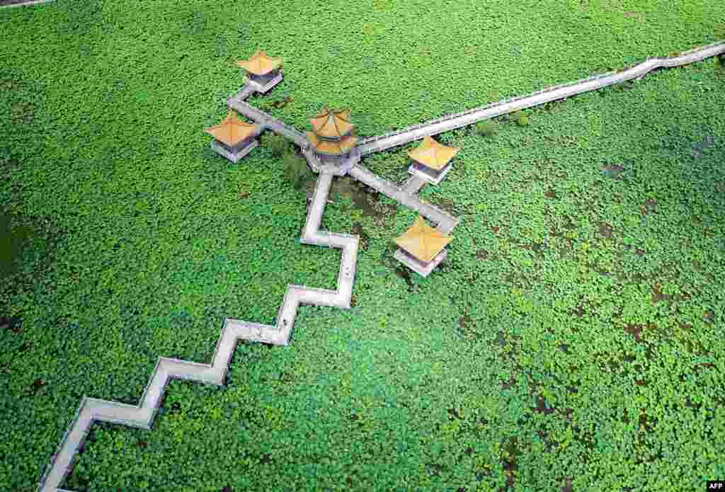 Lotus plants surround a pagoda in a lake in Anlong County, in China's Guizhou province, June 10, 2017.