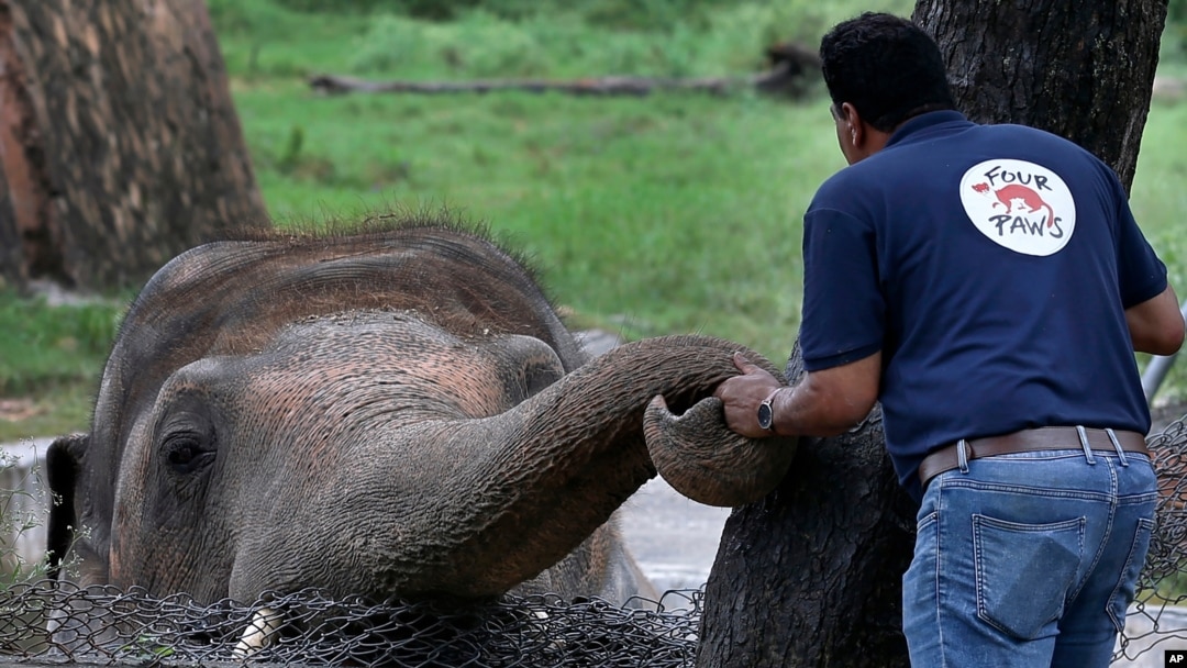 A veterinarian from the Four Paws organization offers comfort to an elephant named Kaavan prior to his examination at the Maragzar Zoo in Islamabad, Pakistan, Sept. 4, 2020.