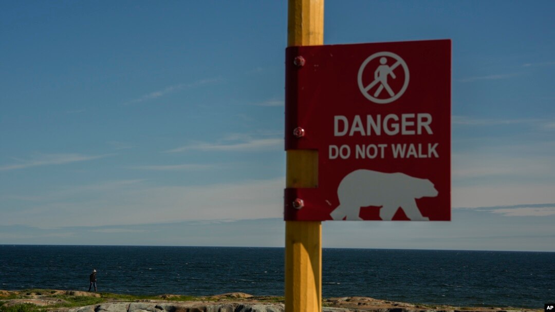 A young man watches for potential polar bears while walking near the Hudson Bay, Aug. 3, 2024, in Churchill, Manitoba. 