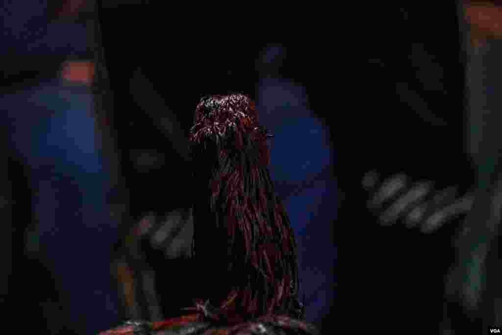 It is impossible for even the winning rooster to end the match without a bleeding head, sometimes even losing an eye or breaking a beak. (H. Elrasam/VOA)