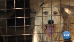 Dogs Find Loving Families Abroad Thanks to Special Program