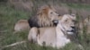 Effort Launched to Save Africa’s Lions 
