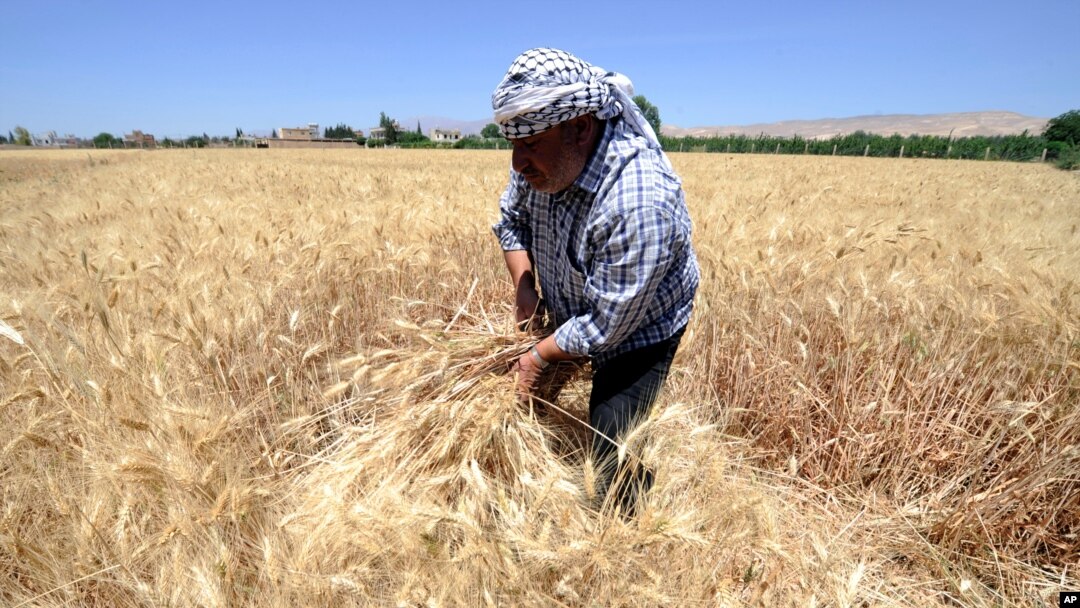FILE - A farmer harvests wheat in a field in Jdeidet Artouz, Syria, June 19, 2017. 