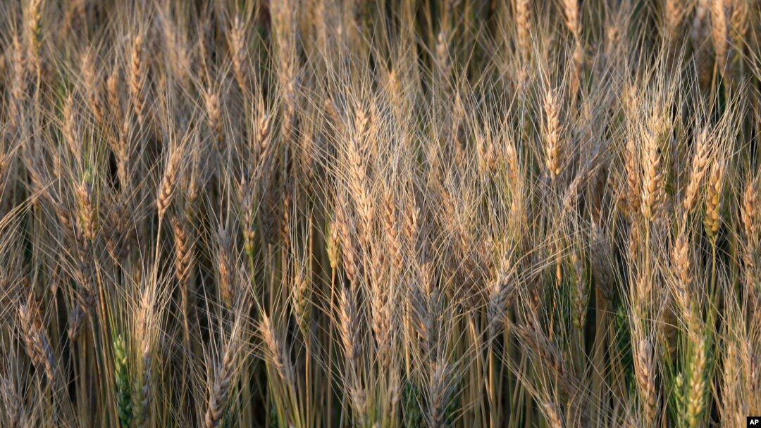 Scientists are creating seeds with more nutrients to help fight world hunger. HarvestPlus, a Washington-based nonprofit, has been fortifying sees with vital nutrients since 2003.