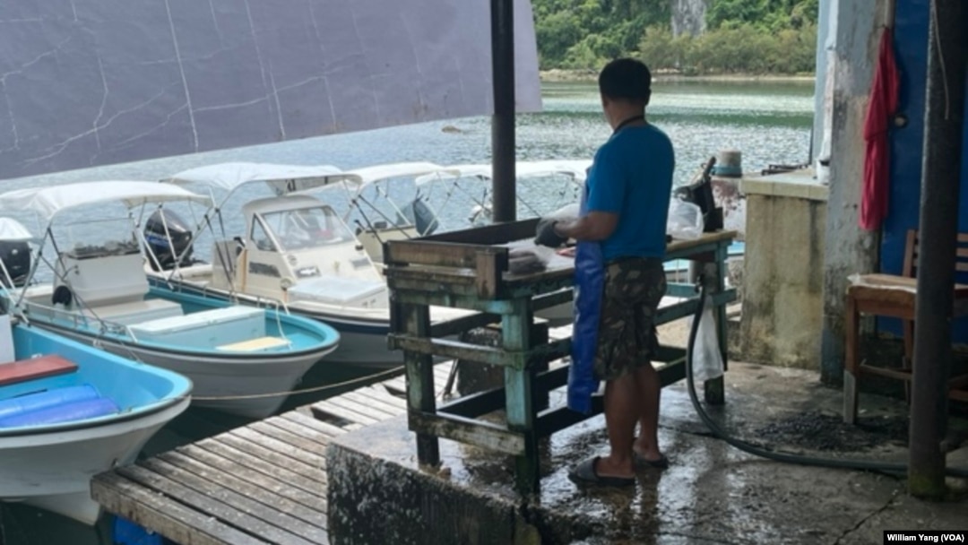 A worker guts fish caught by Palauan fishermen at a fish market by Ngermalk Bay in Palau, Oct. 16, 2024.