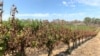 FILE - A general view of Tomich Winery following a bushfire in Dec. 2019, in Adelaide Hills, Australia, Jan. 18, 2020.