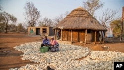 Kenias Chikamhi and his wife, Chanatsi Cheku, harvest corn in Chiredzi, Zimbabwe, Sept. 18, 2024.
