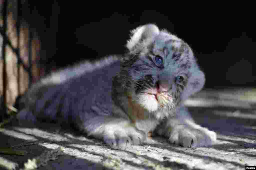 A newborn white Siberian tiger cub is pictured in its enclosure at San Jorge zoo in Ciudad Juarez, Mexico, May 15, 2017.