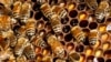 Cameroon's livestock minister, Dr. Taiga says bee farming is being promoted in all of the country's agricultural training centers - not only to create jobs and generate revenues, but also to conserve environmental resources. 