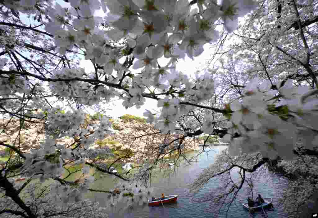 2018年3月26日，东京的皇宫护城河上，花照水，风抚树，人泛舟。