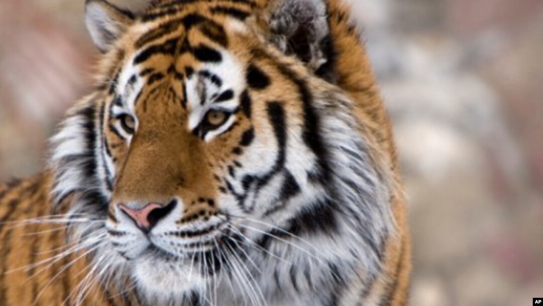 Asian Officials Extend Lifeline For Wild Tigers